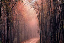 股票购买软件app:股票配资网1-8月15日集合竞价：衢州发展、爱丽家居3连板